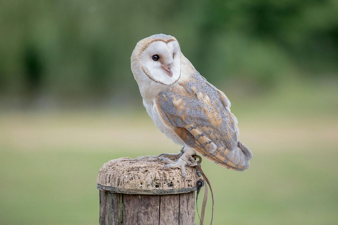 The majestic barn owls of the Newent countryside