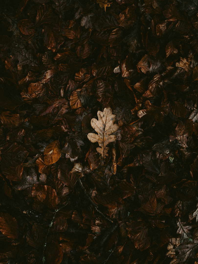 Autumn fall leaves flatlay wallpaper