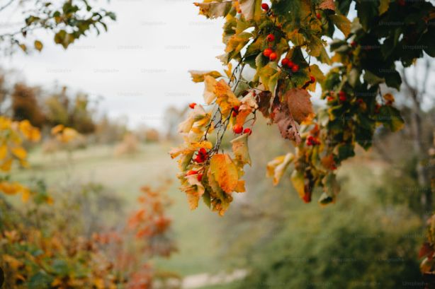 autumn tree