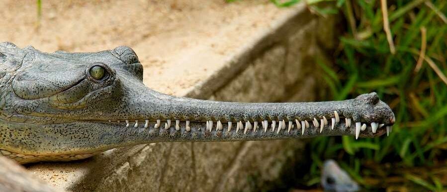 gharial