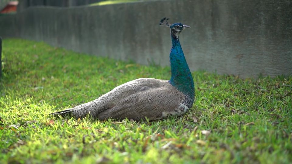 Peacock