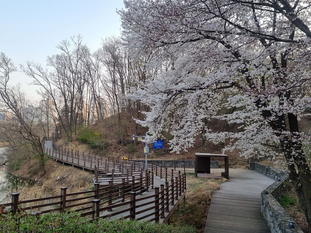 cherry blossoms at suwon10