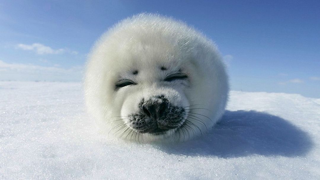 snow seal