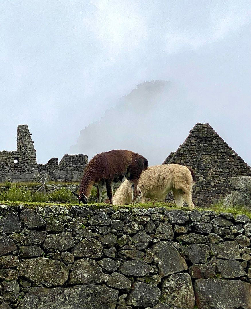 Llamas at Machu Picchu