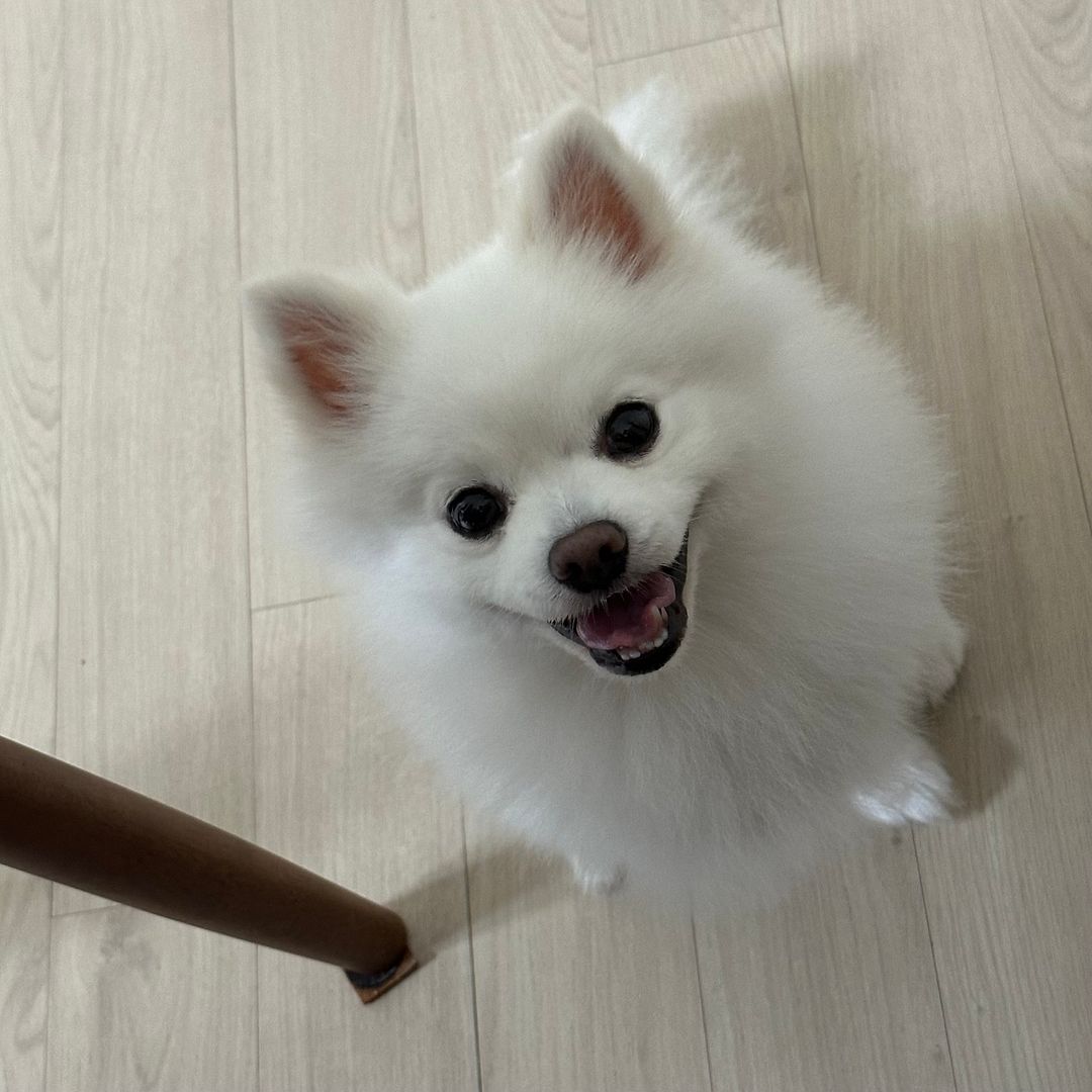 kong under table