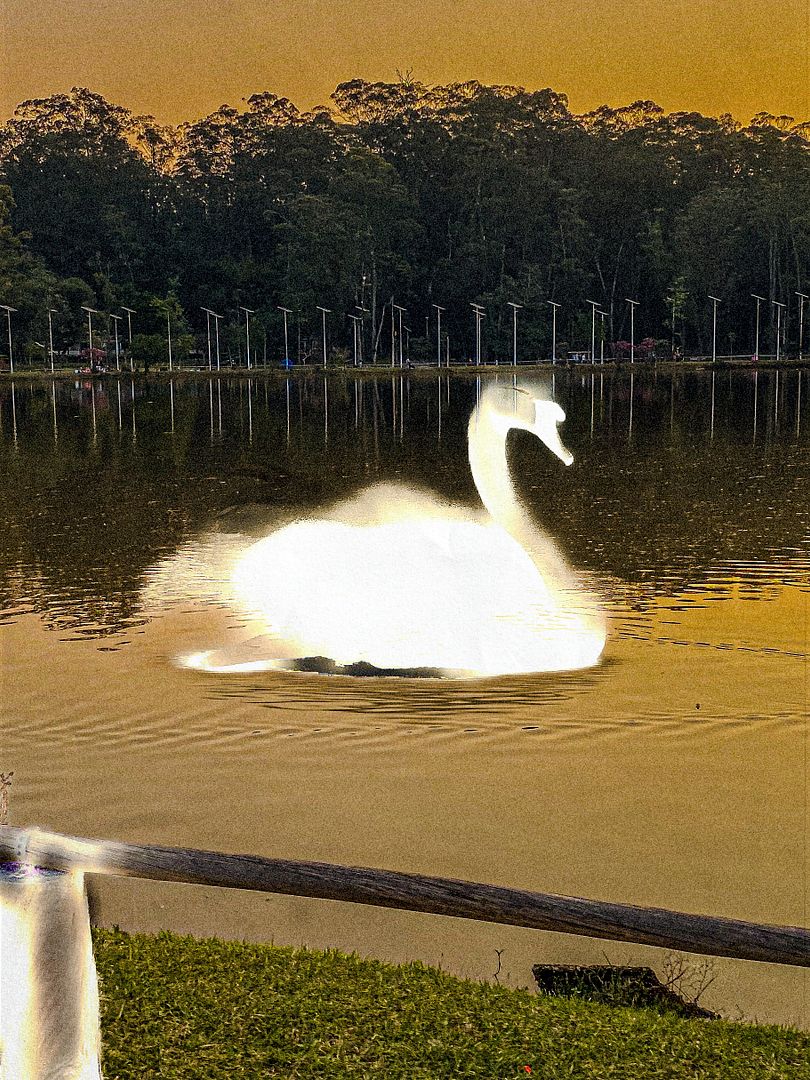 big swan