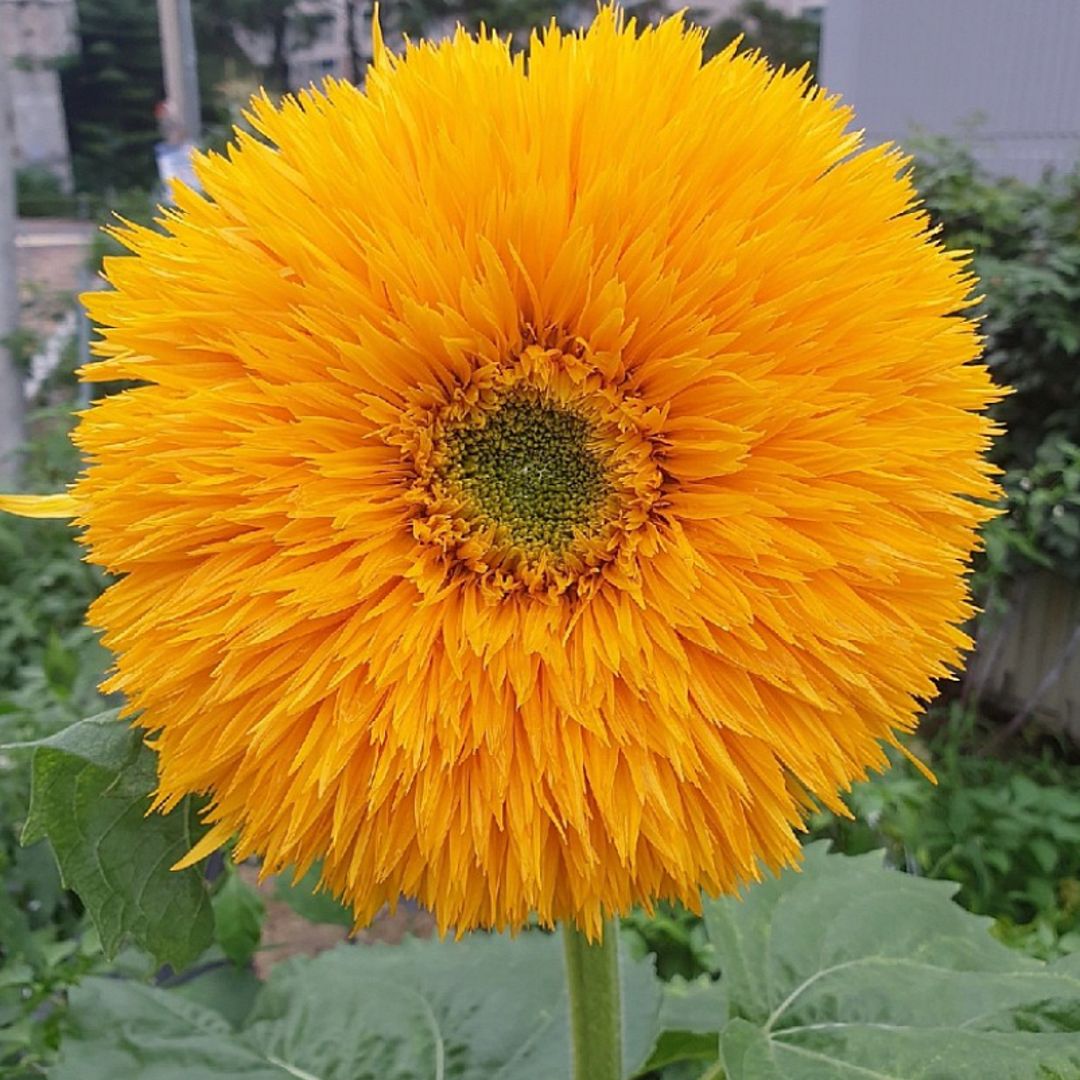 Teddy Bear Sunflower