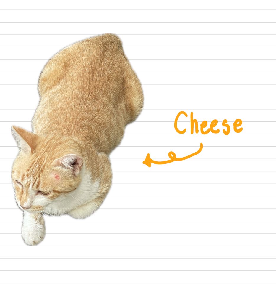 Cat_Cheese_20