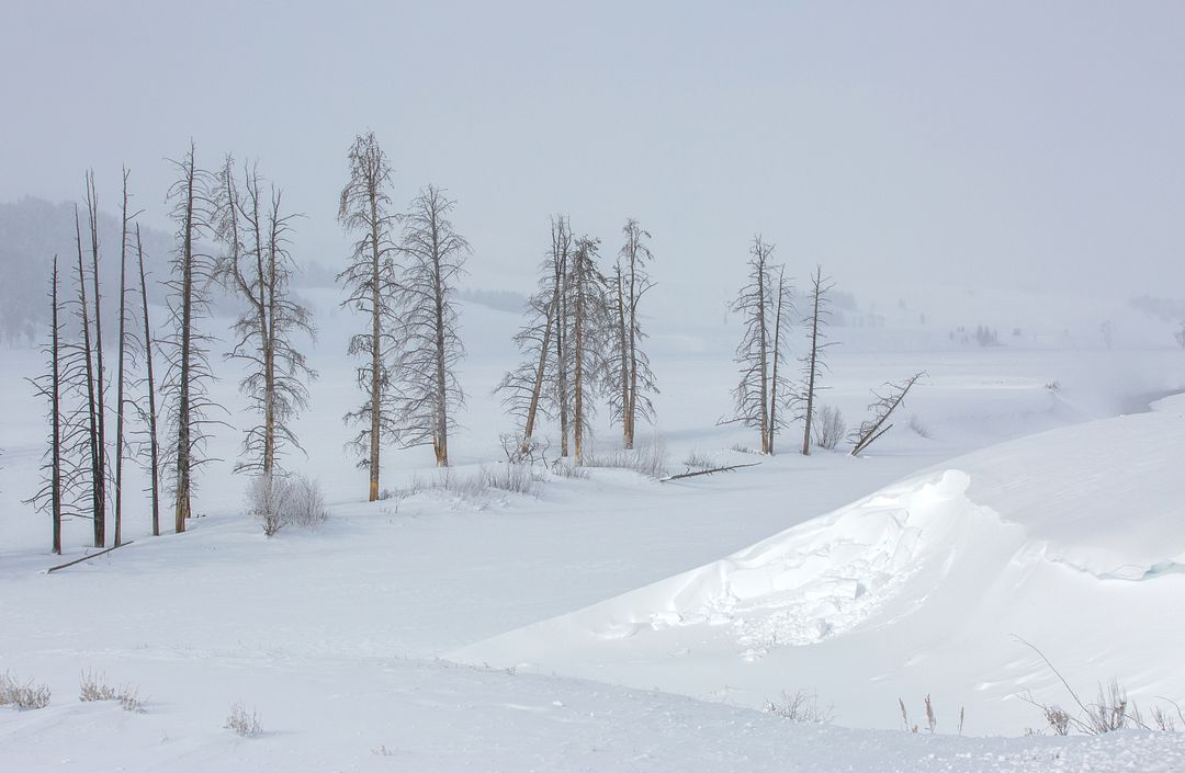 Guardians of Lamar Valley