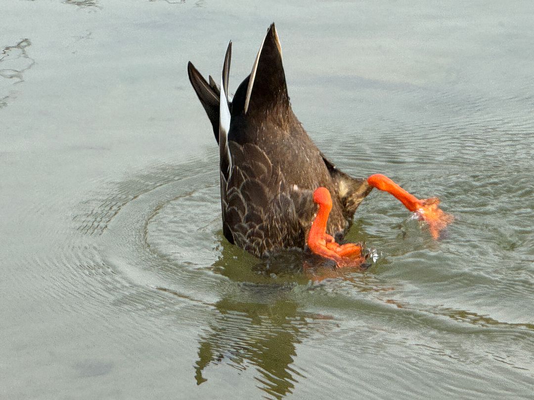 Swimming duck