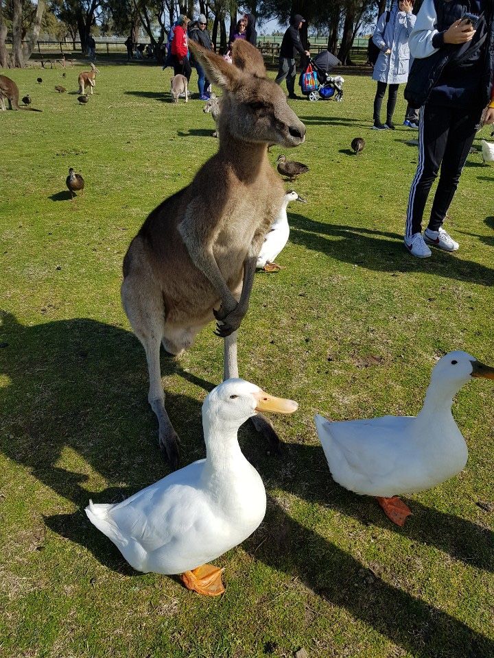 Ducks and Kangaroos in Sydney-Are you happy?