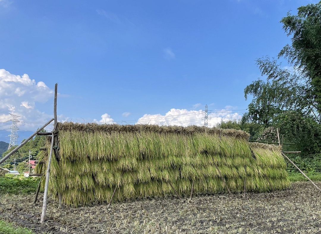 The last rice harvest