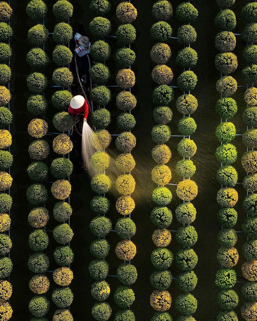 watering flower in Dong Thap province,Vietnam