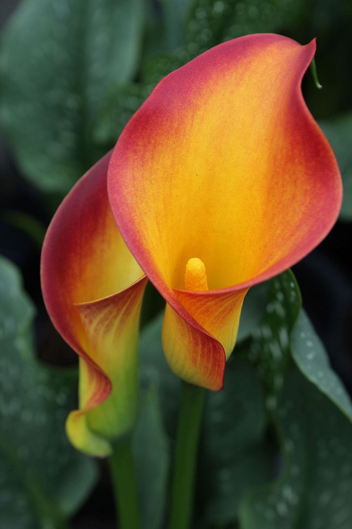 Zantedeschia aethiopica