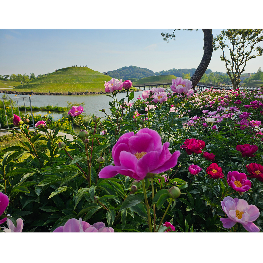 작약(순천정원박람회) Suncheon Garden Fair