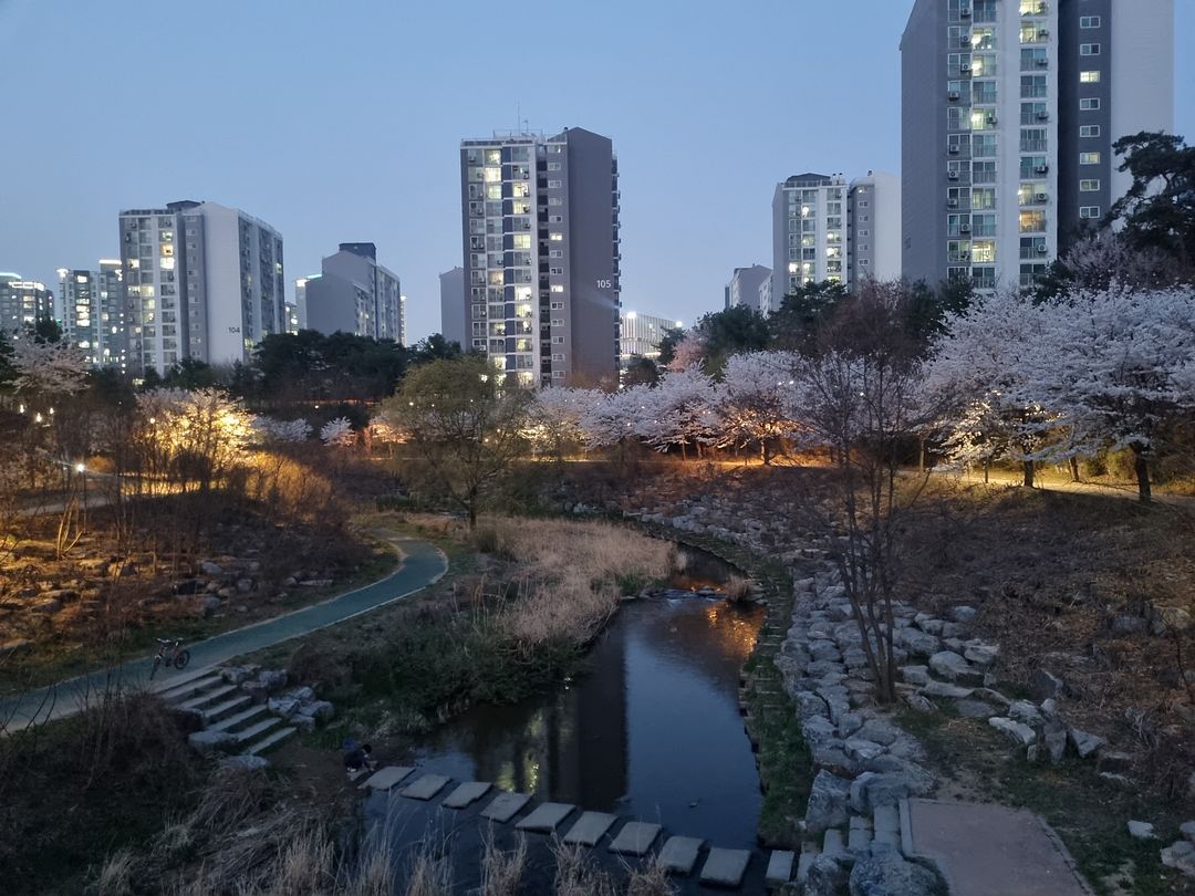 cherry blossoms at suwon