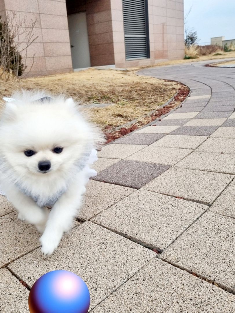 puppy with zorb