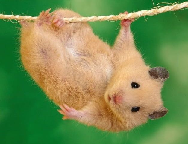 Hamster