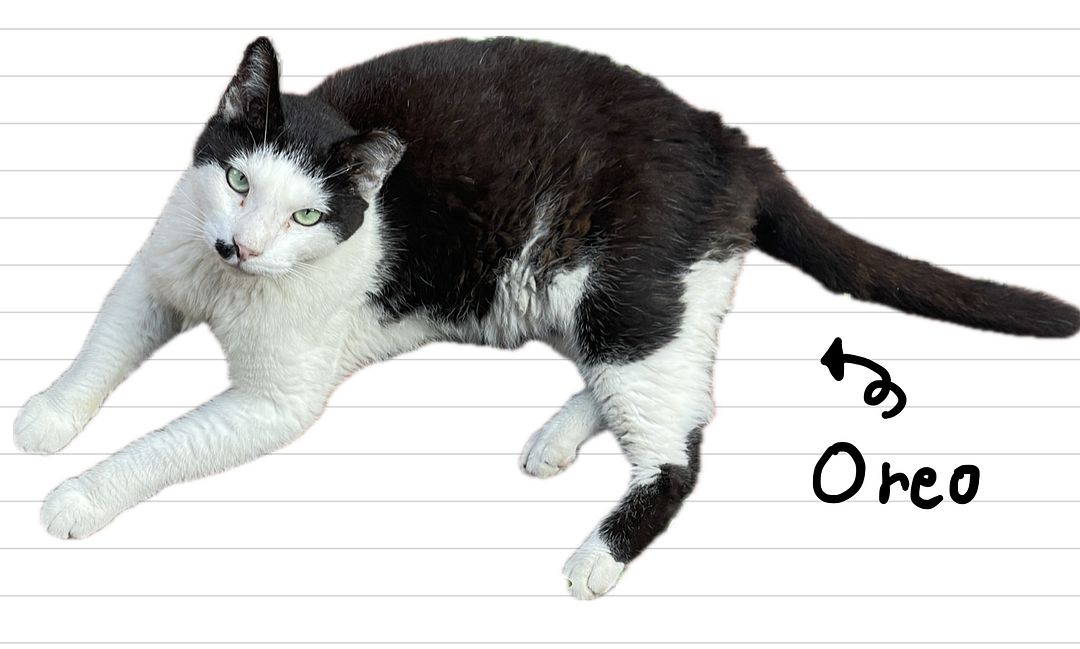 Cat_Oreo_15