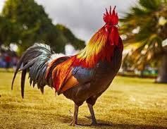 Red headed Rooster