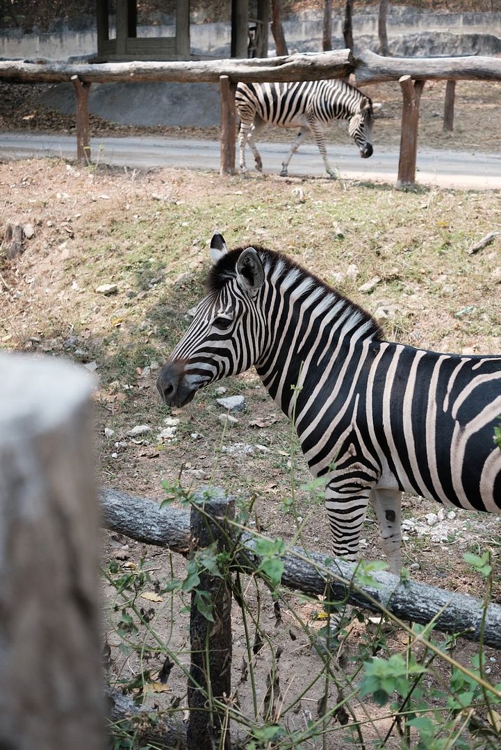 Two zebras