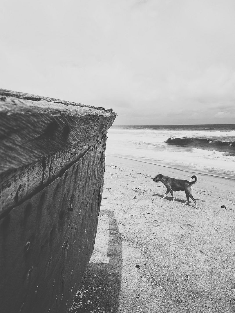 The Beach Dog!