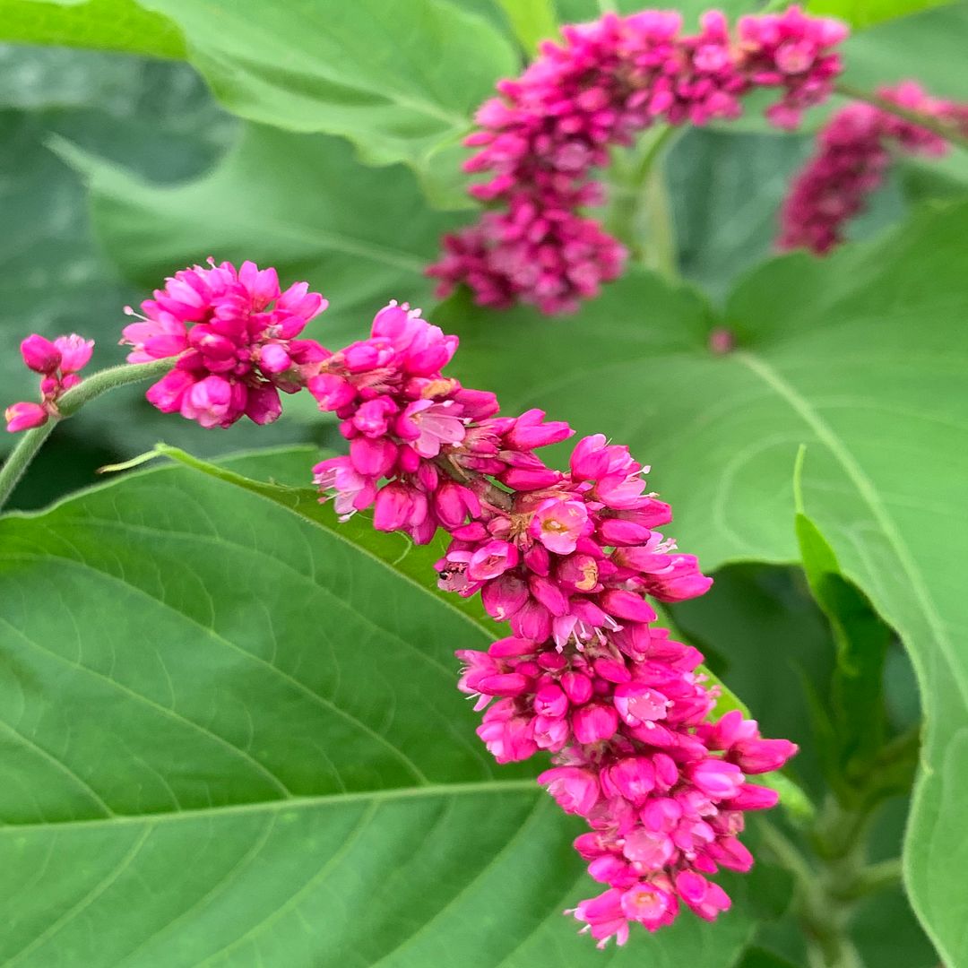 Persicaria orientalis(털여뀌)