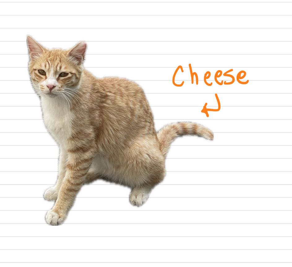 Cat_Cheese_11