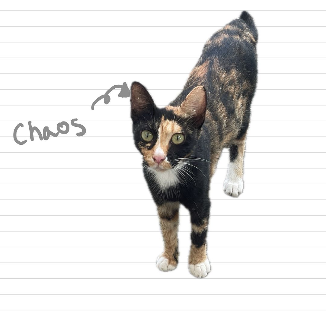 Cat_Chaos_15