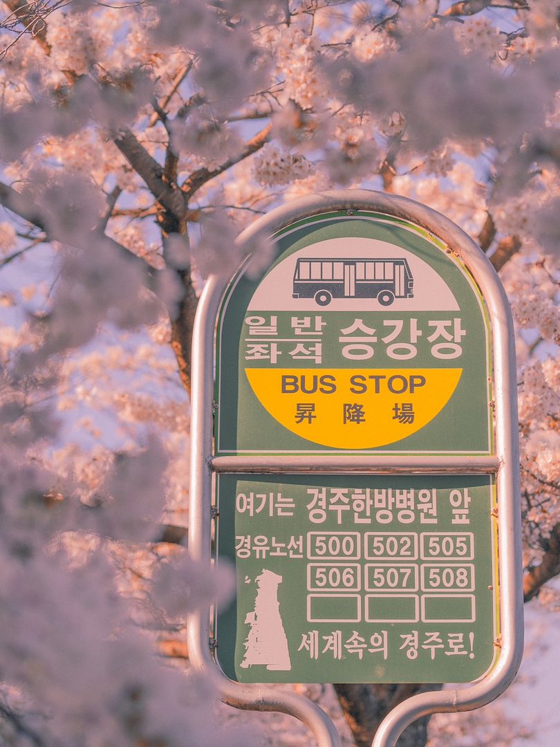 Cherry Blossoms in Gyeongju