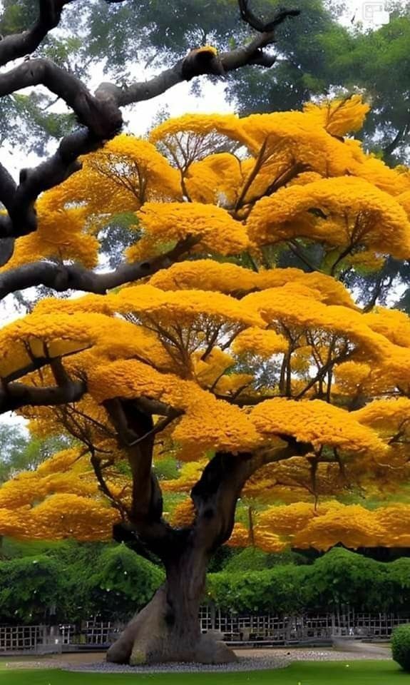 Yellow tree