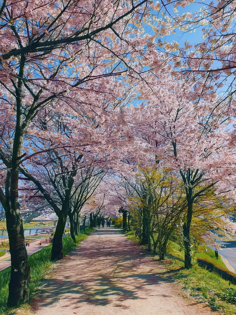 Cherry blossoms at Anyangcheon Stream, Korea