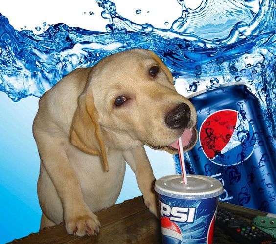 pepsi.doge