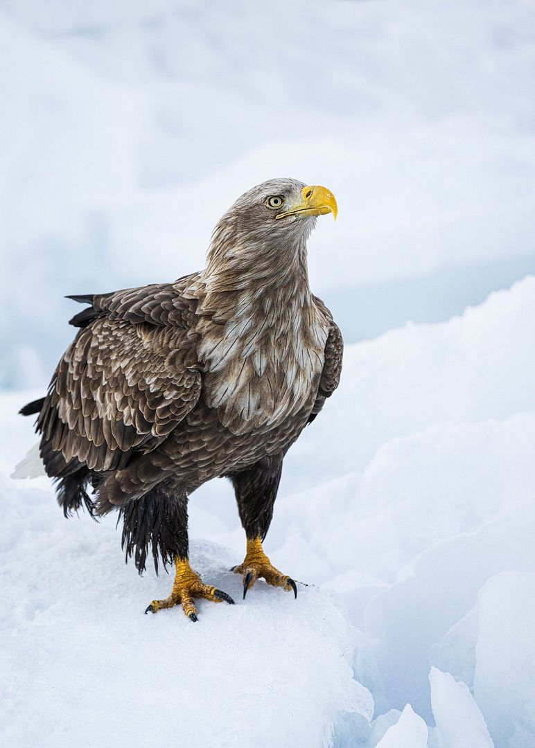 white-tailed-eagle