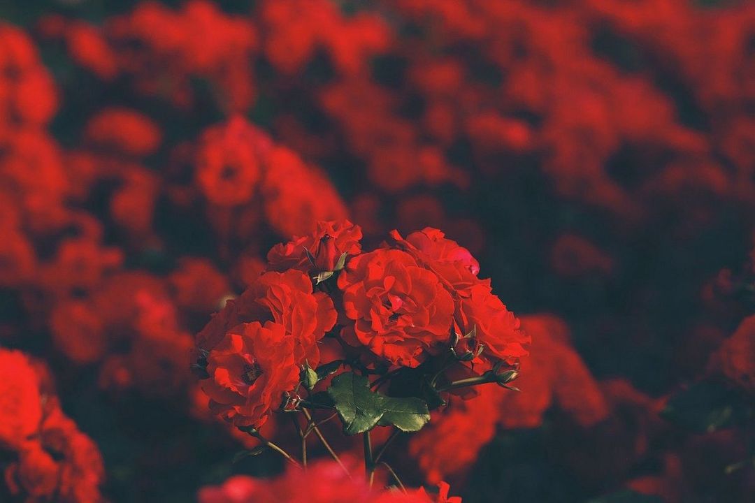 Roses