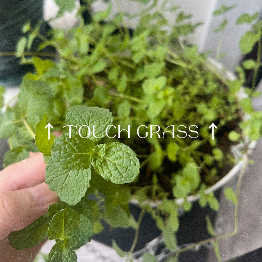 ＴＯＵＣＨ ＧＲＡＳＳ