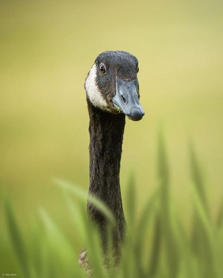 Curious Canadian Goose Portrait