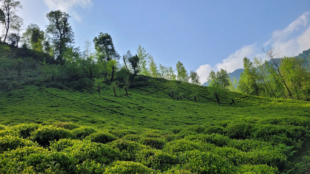 Tea farm