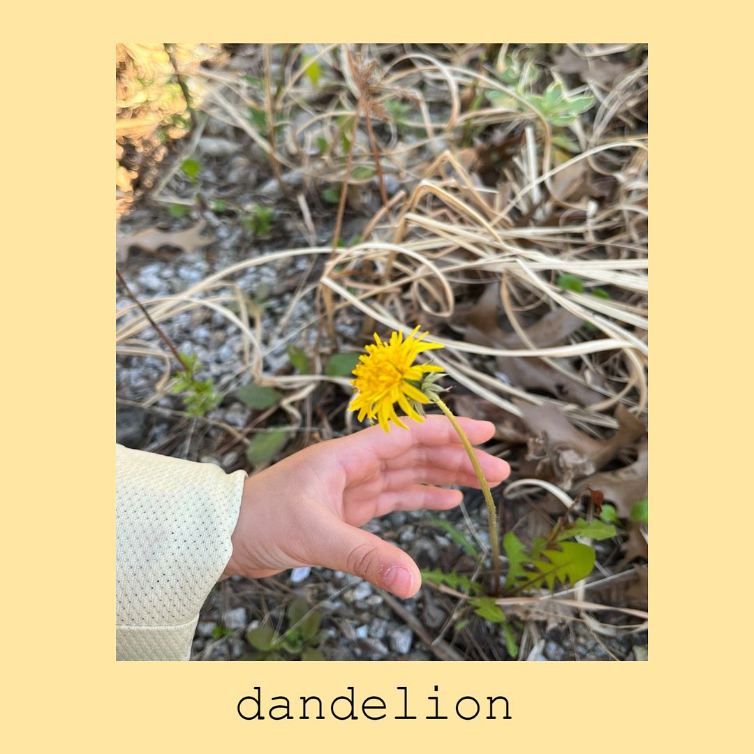 dandelion