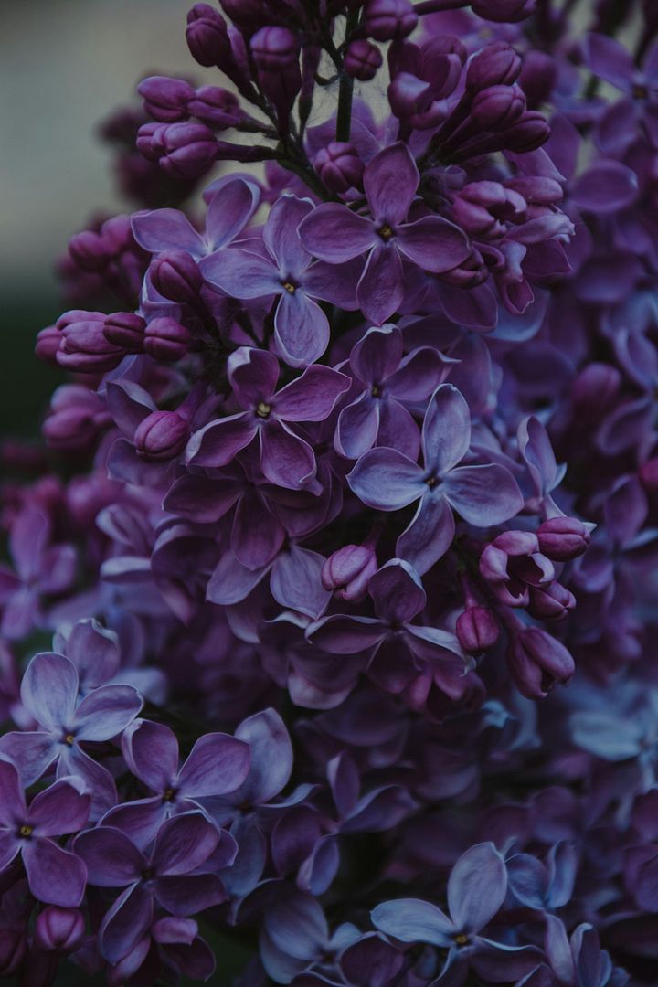 purple flowers