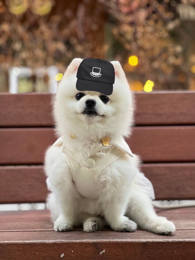 degen cap puppy