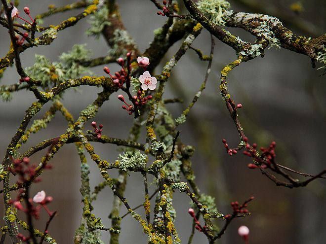 the tree begins to bloom