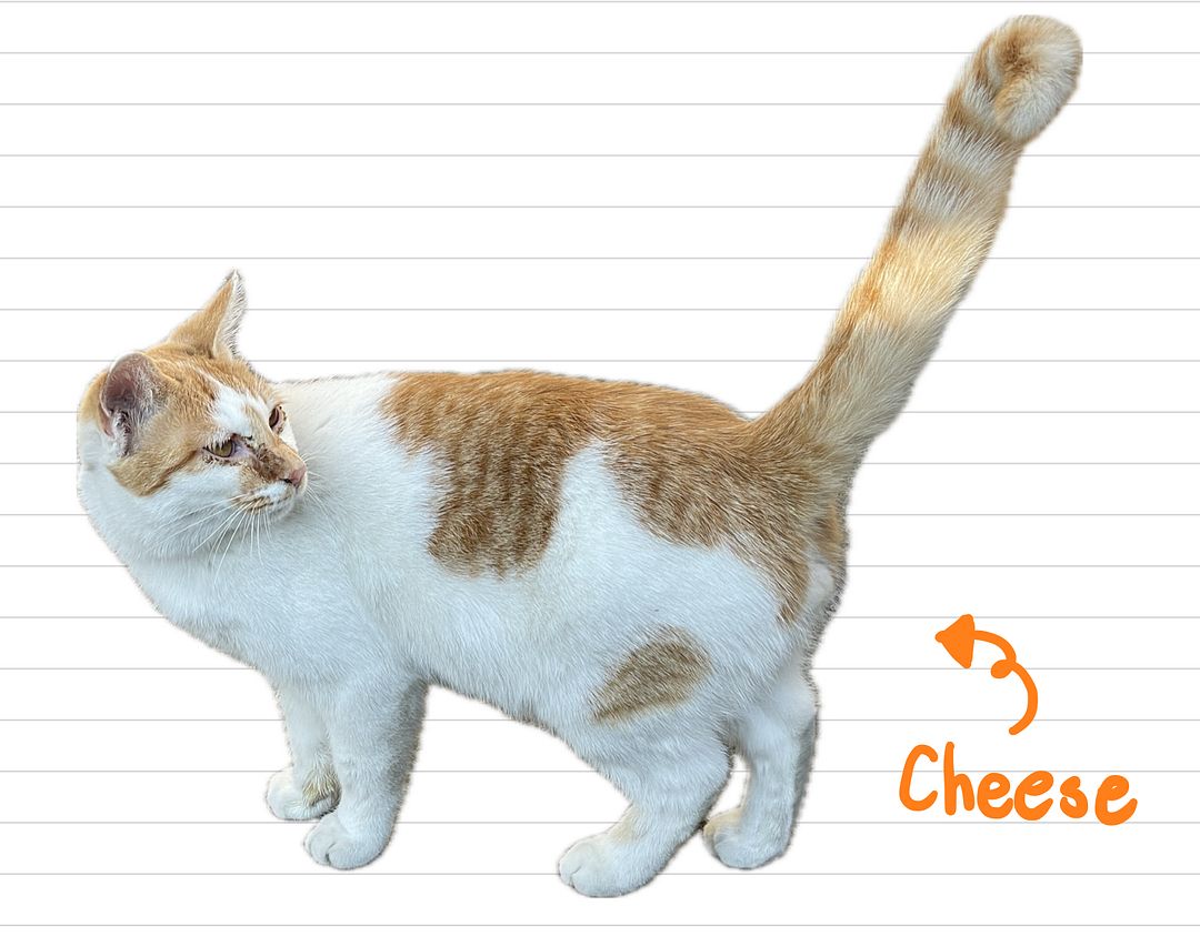 Cat_Cheese_34