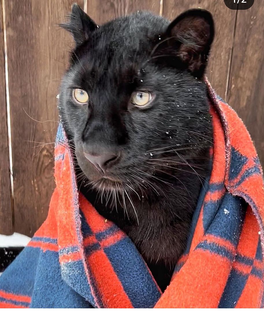 Kitty was cold and wrapped herself in a blanket