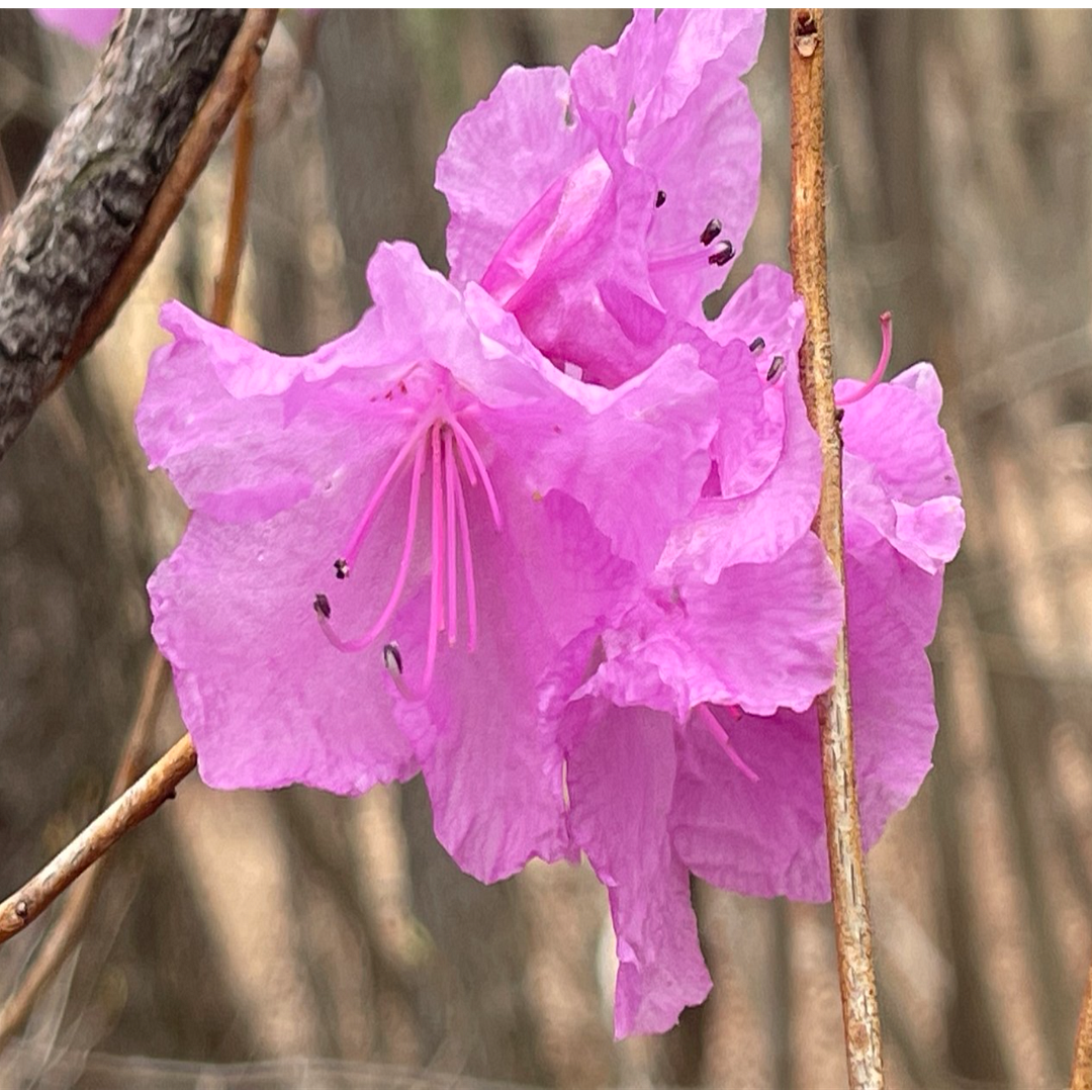 azalea