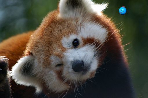 Red panda