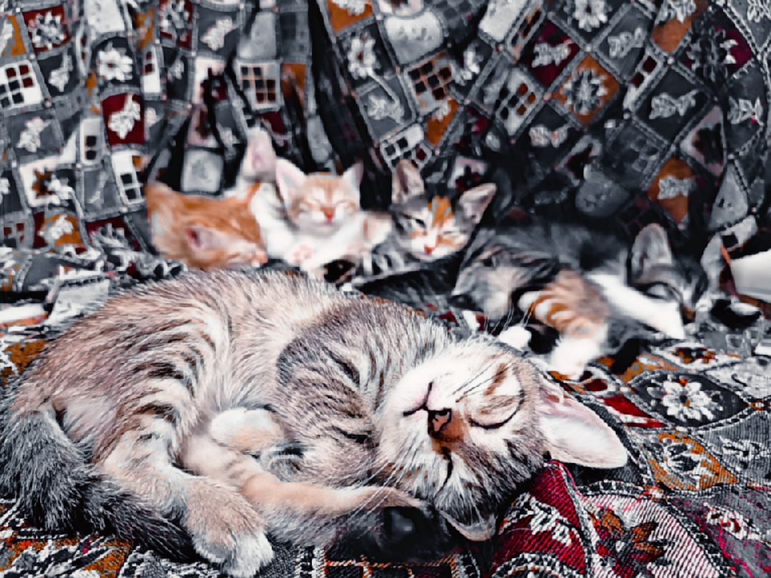 How many cats do you think are in the picture?