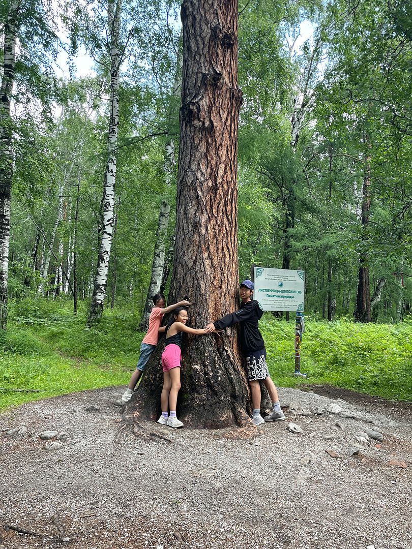 Long-lived larch