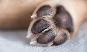 PAWS