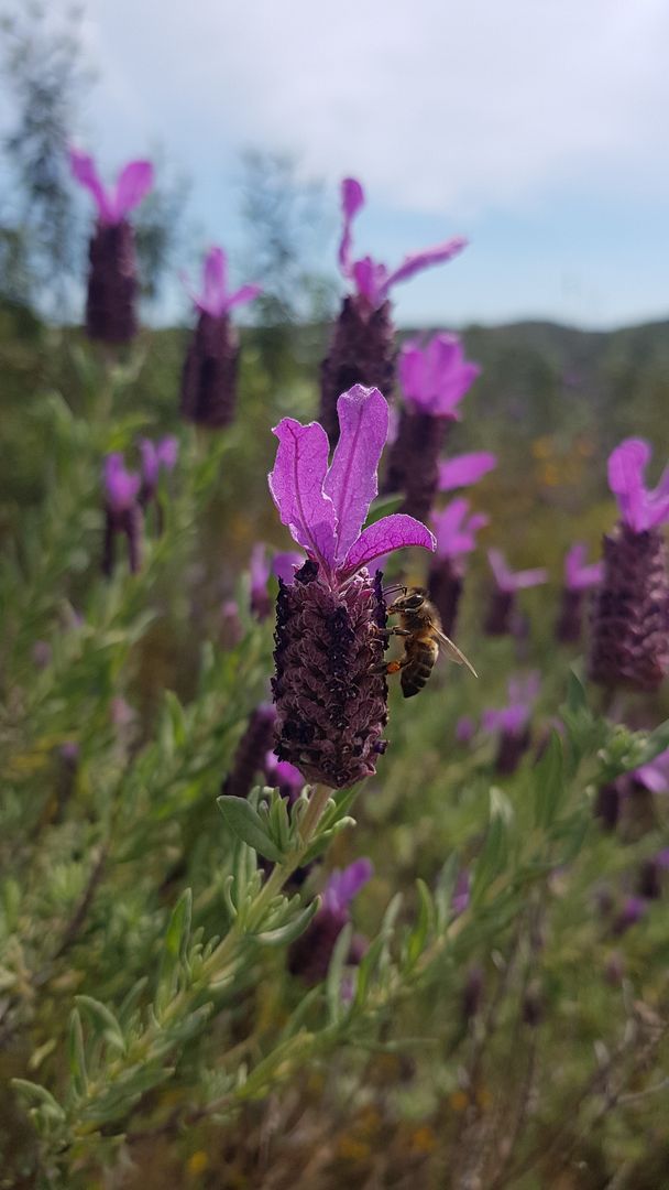 ENJOY Lavanda